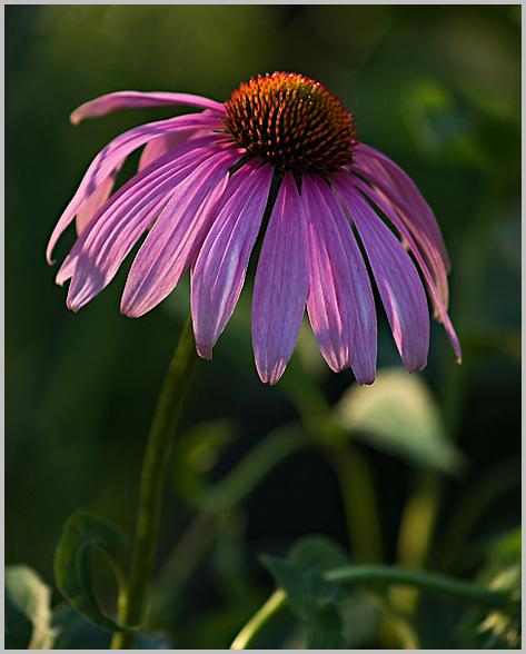 p7225082-rudbekie