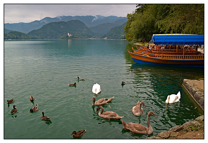 p9045580-jezero-bled