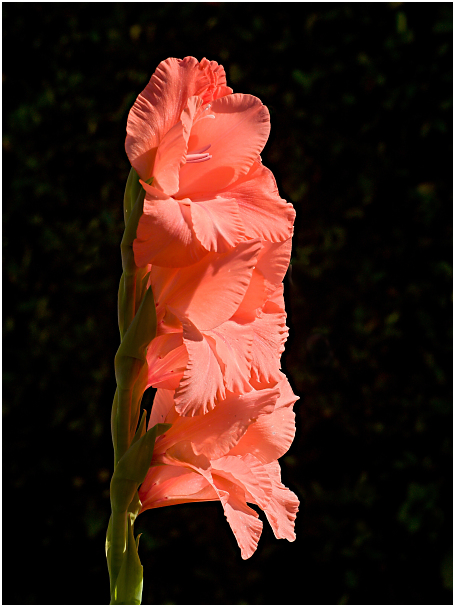 p9125671-gladiol