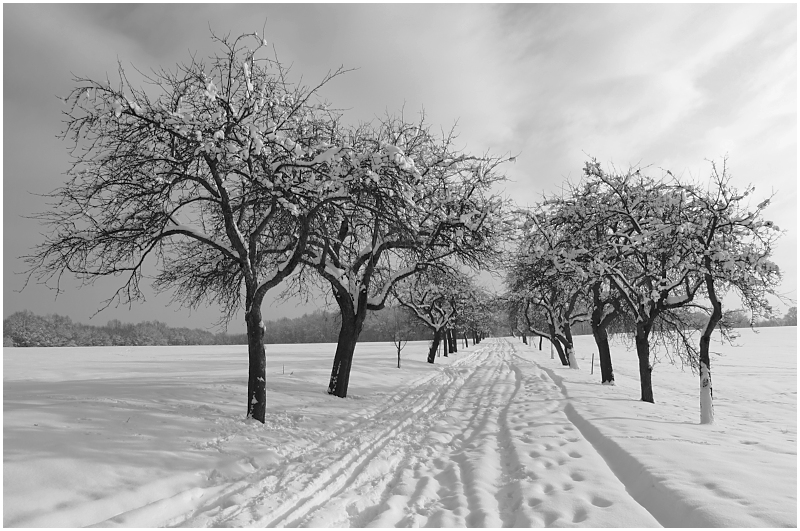 P1202369 Zimní alej BW