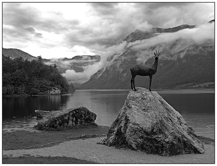 Kozoroh u Bohinjského jezera II BW III