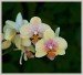 p7104961-orchidi-v
