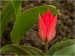 p4153291-tulipan-poupe-iii