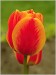 p5013700-tulipany-dvojcata