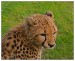 P8235405 Mladý gepard III