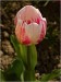p4293622-tulipan-iv