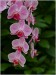 orchidei-iii